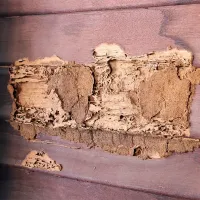 termite damage