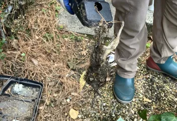 rodent control